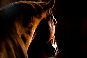 Considered a run-in shed for your horses?