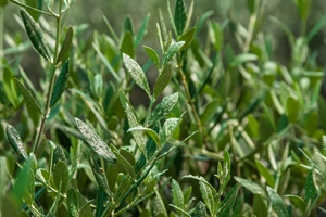 Keep those crops safe with a shed.